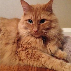 Meet your Posher, Tracy